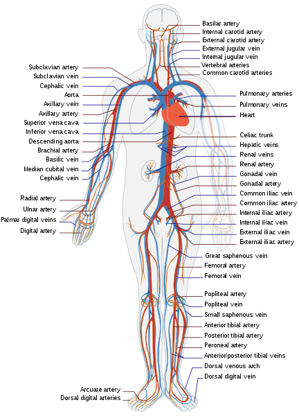 Difference Between Circulatory System and Lymphatic System | Compare