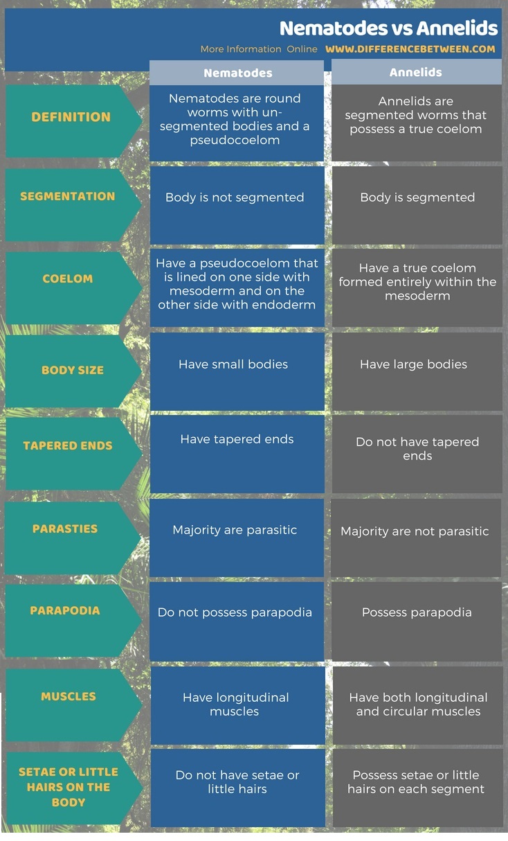 Comparing Characteristics Of Annelida And Arthropoda Chart