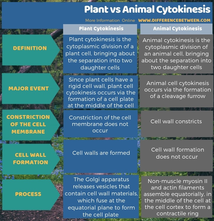Difference Between Plant and Animal Cytokinesis | Compare ...