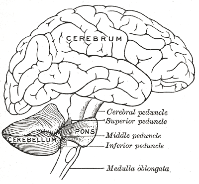 Difference Between Cerebrum and Cerebellum | Compare the Difference ...