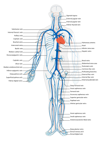 Difference Between Nerve and Vein | Compare the Difference Between
