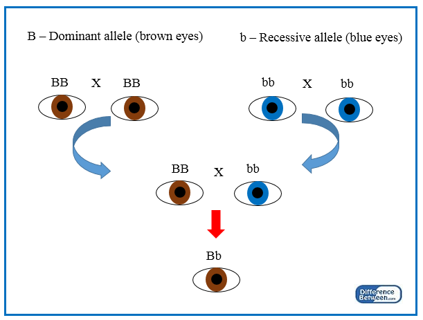Difference Between Dominate And Recessive Genes