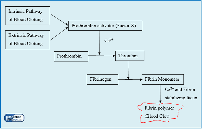 define prothrombin activator enzyme
