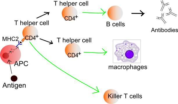Difference Between T Helper and T Cytotoxic Cells | T ...