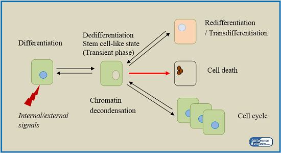 Difference Between Dedifferentiation And Redifferentiation