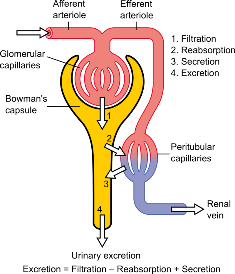 Difference Between Afferent And Efferent Arterioles Compare The Difference Between Similar Terms