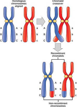 Image result for recombinant chromosomes