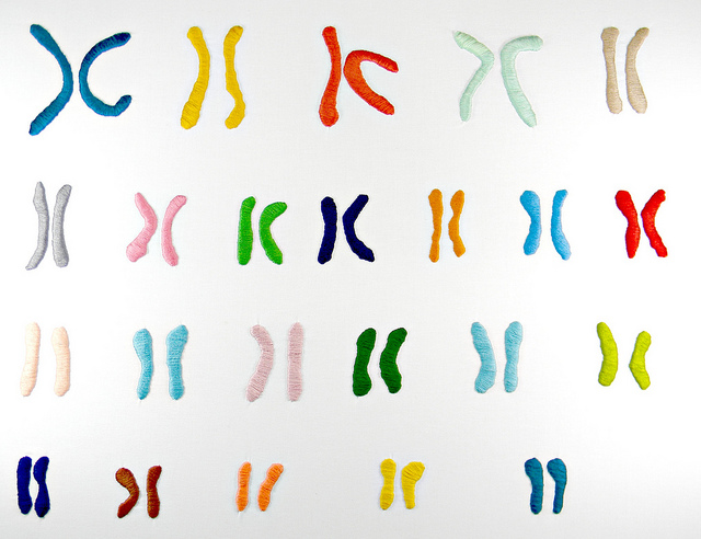 Difference Between XX and XY Chromosomes | Compare the ...