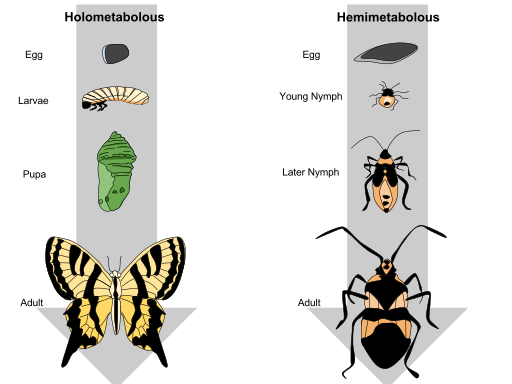 Difference Between Holometabolous and Hemimetabolous Metamorphosis in Insects
