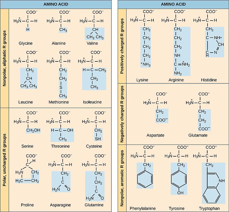 Amino Acid Polarity Chart
