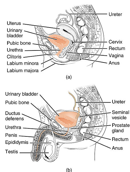 Difference Between Male And Female Urethra Anatomy