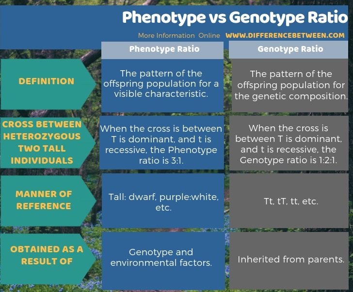 Difference Between Phenotype and Genotype Ratio | Compare ...