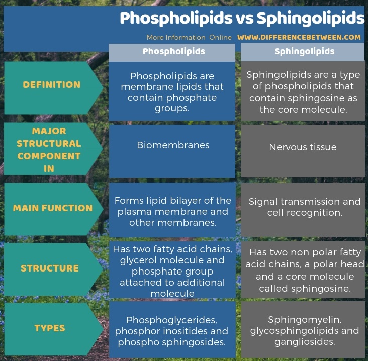 Difference Between Phospholipids And Sphingolipids Compare The