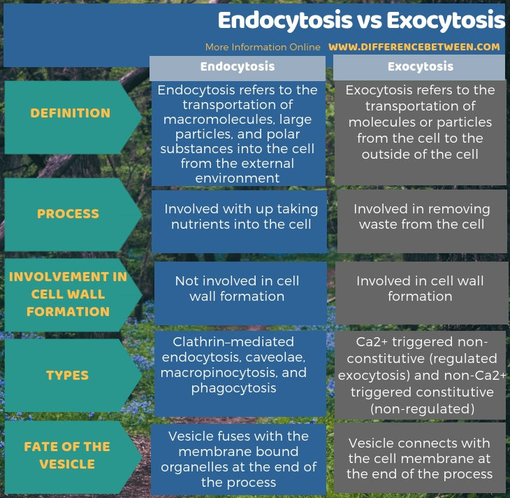 how are endocytosis and exocytosis different