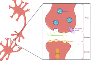 intracellular intercellular neurons
