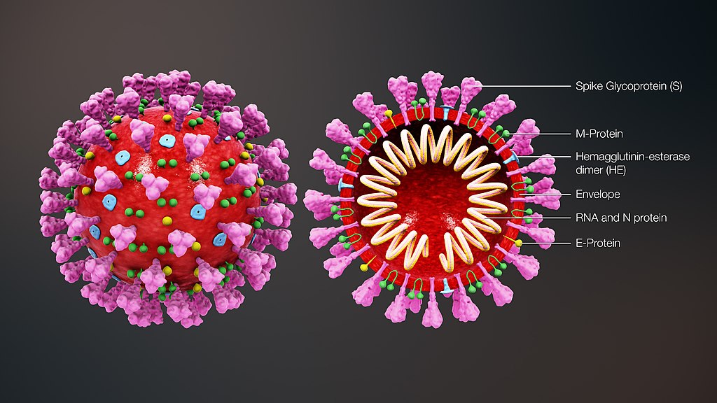 Difference Between Coronavirus and Influenza