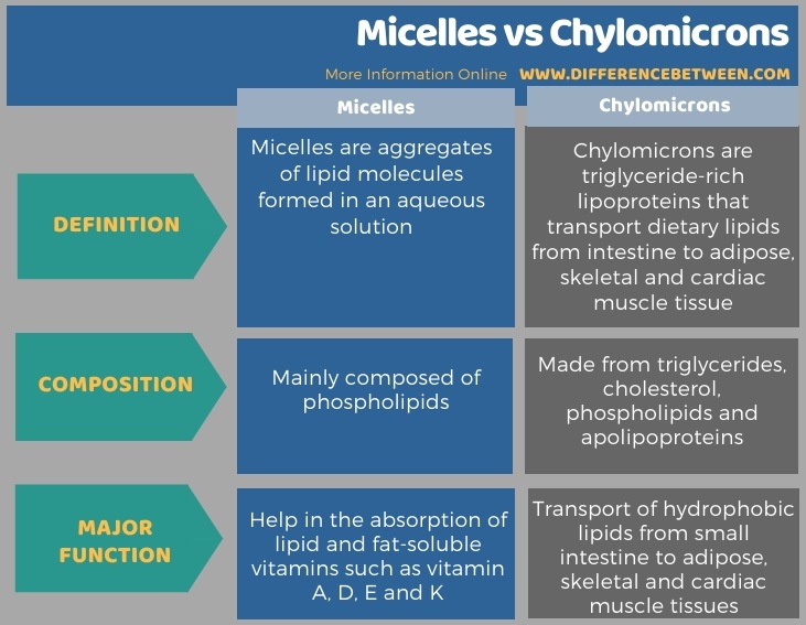 Difference Between Micelles And Chylomicrons Compare The