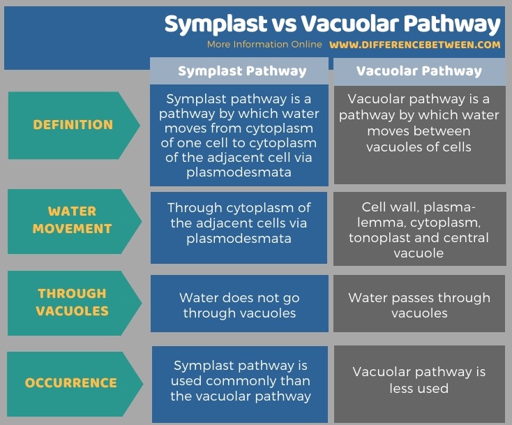 Difference Between Symplast and Vacuolar Pathway in Tabular Form