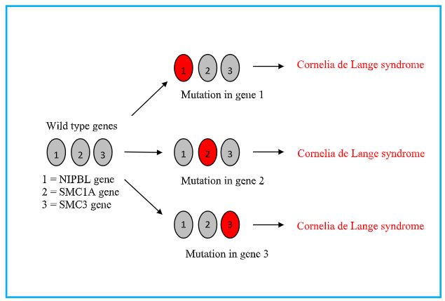 Ген NIPBL. Аллельная гетерогенность. Locus heterogeneity vs allele heterogeneity vs Locus heterogeneity. Control of Lokus.